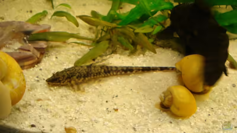 Besatz im Aquarium Ekki´s von ekki (13)