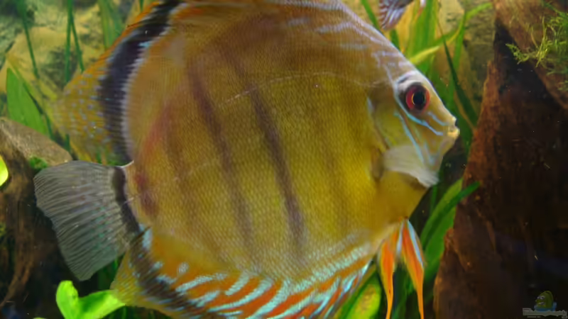 Besatz im Aquarium Ekki´s von ekki (14)