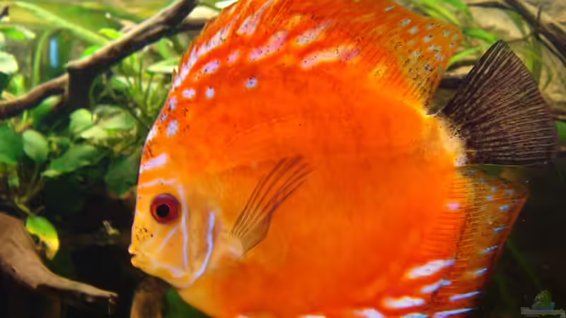 Besatz im Aquarium Ekki´s von ekki (15)