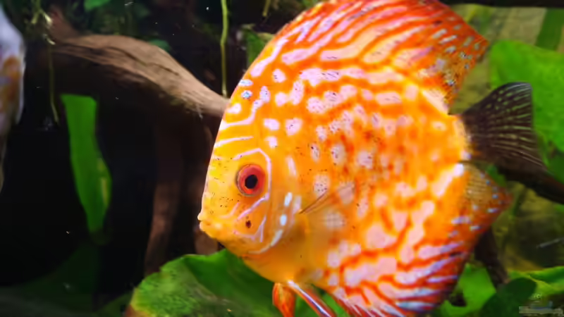 Besatz im Aquarium Ekki´s von ekki (16)