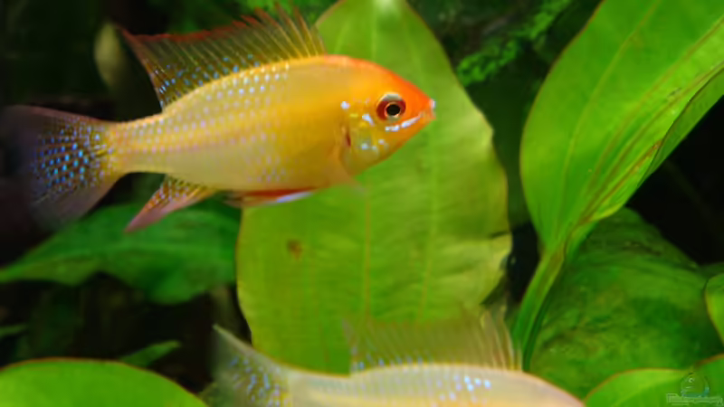 Besatz im Aquarium Ekki´s von ekki (17)