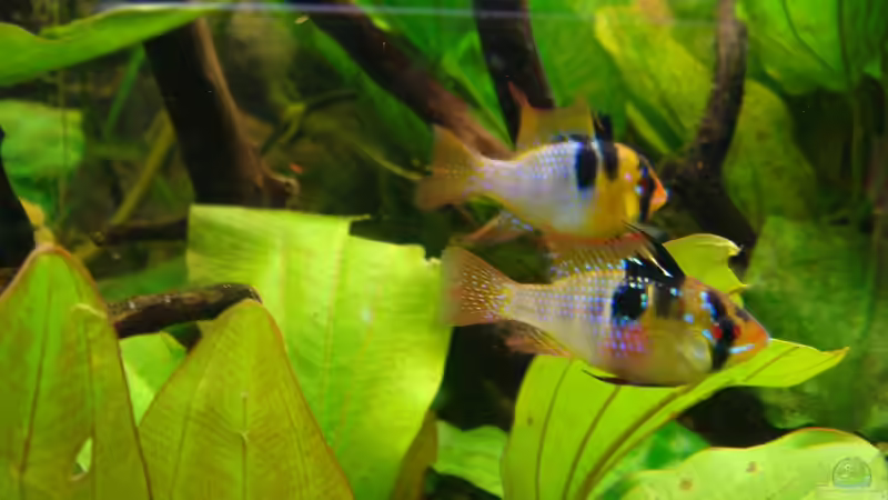 Besatz im Aquarium Ekki´s von ekki (18)