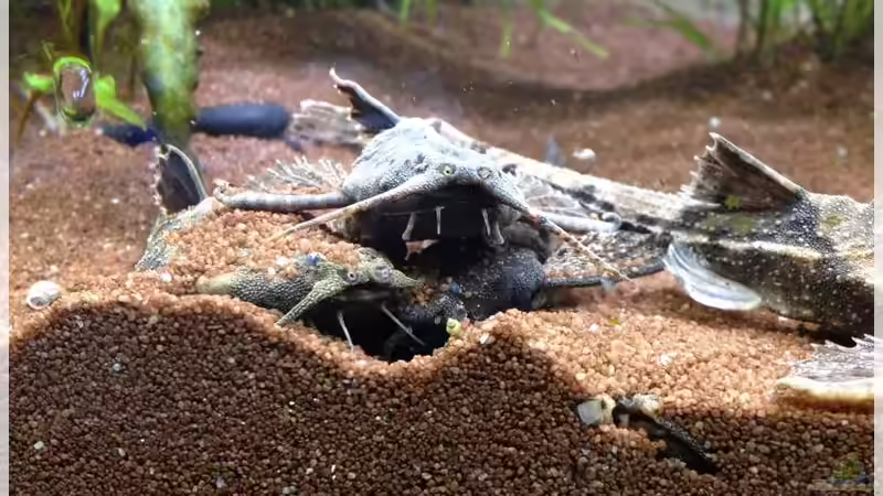 Besatz im Aquarium Elefanten mit Gesellschaft von Botia (18)