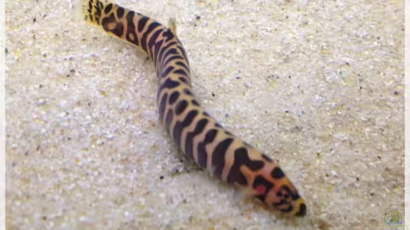 Besatz im Aquarium Elefanten mit Gesellschaft von Botia (23)