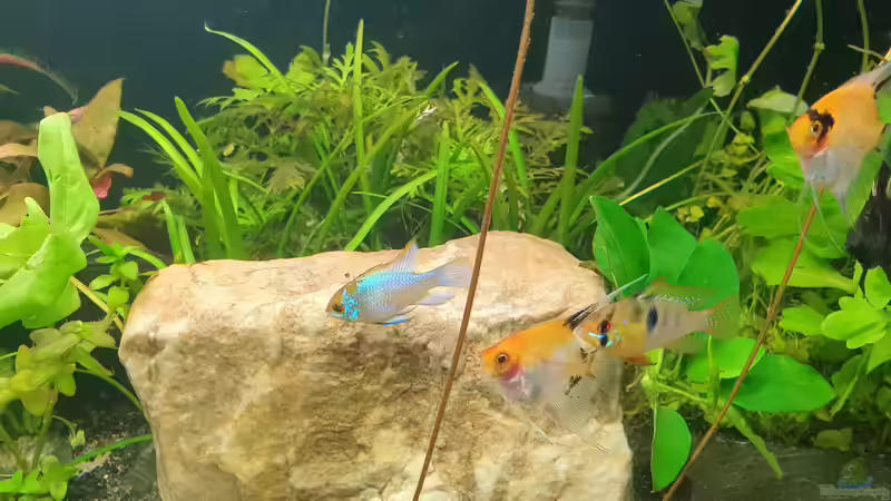 Besatz im Aquarium EliJac&#039;s Amazonas Tank von EliJac (12)