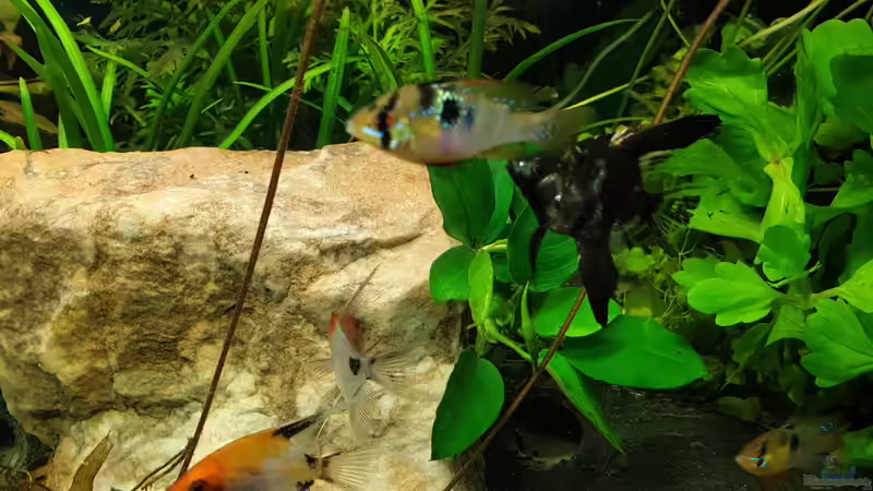 Besatz im Aquarium EliJac&#039;s Amazonas Tank von EliJac (13)