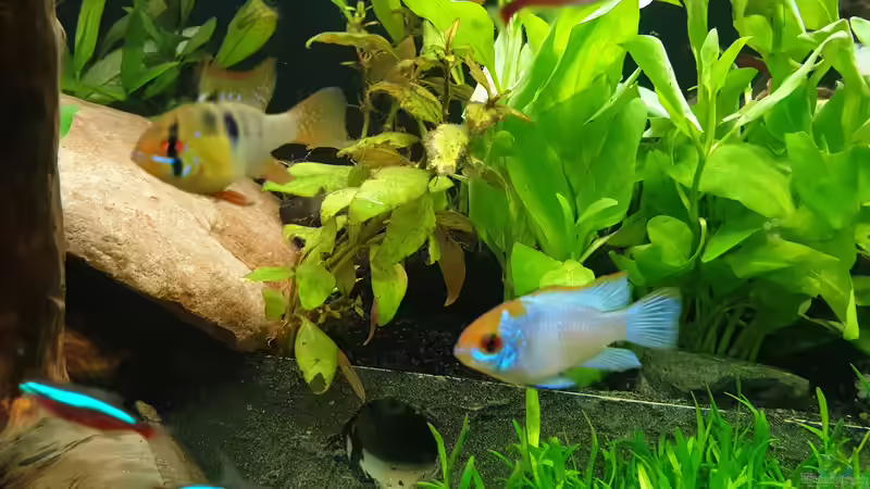 Besatz im Aquarium EliJac&#039;s Amazonas Tank von EliJac (14)