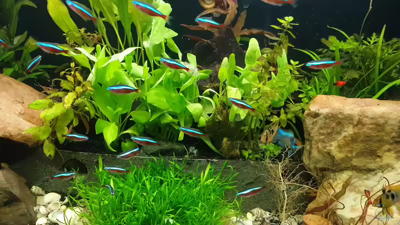 Besatz im Aquarium EliJac&#039;s Amazonas Tank von EliJac (15)