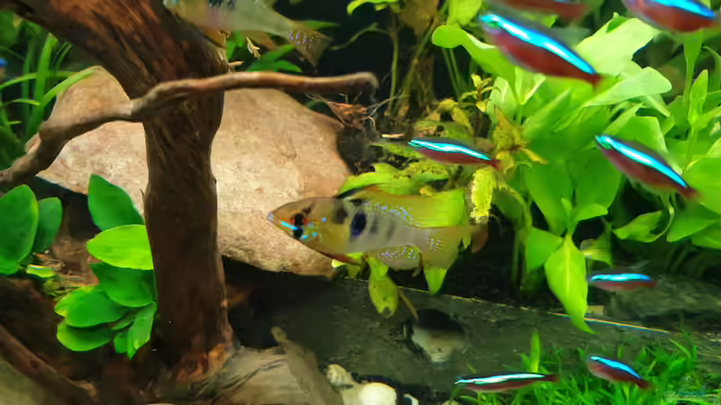 Besatz im Aquarium EliJac&#039;s Amazonas Tank von EliJac (16)