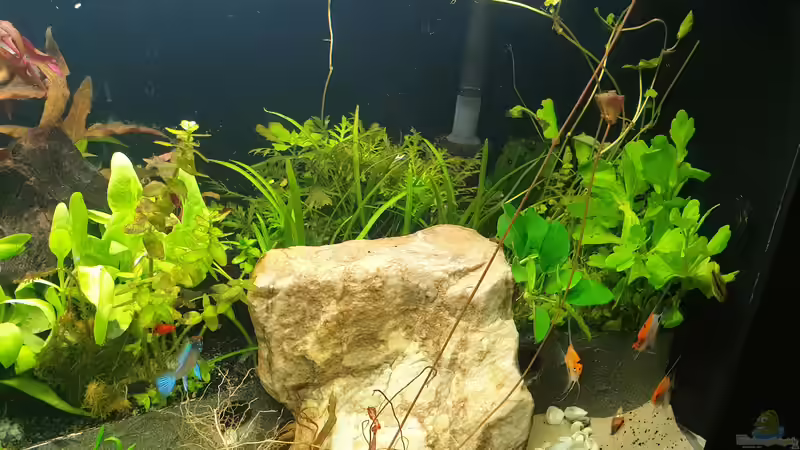 Besatz im Aquarium EliJac&#039;s Amazonas Tank von EliJac (17)