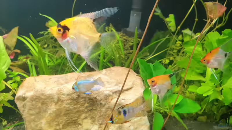 Besatz im Aquarium EliJac&#039;s Amazonas Tank von EliJac (19)