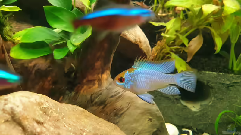 Besatz im Aquarium EliJac&#039;s Amazonas Tank von EliJac (20)