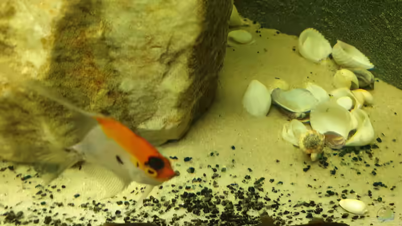 Besatz im Aquarium EliJac&#039;s Amazonas Tank von EliJac (21)