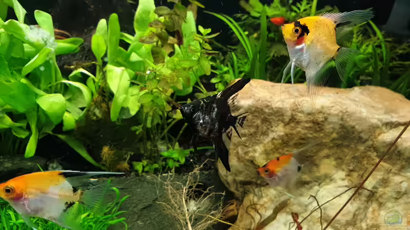 Besatz im Aquarium EliJac&#039;s Amazonas Tank von EliJac (26)