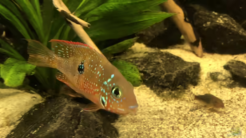 Besatz im Aquarium Elliots Ufer von Patrick T (2)