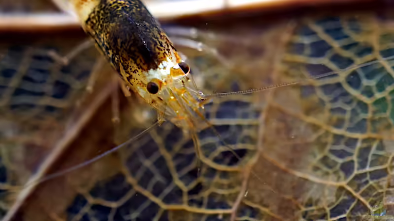 Besatz im Aquarium Elysion von Micha... (73)