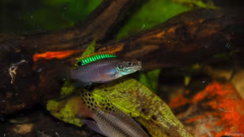 Besatz im Aquarium Enigmatochromis II von Cichlid Power (25)