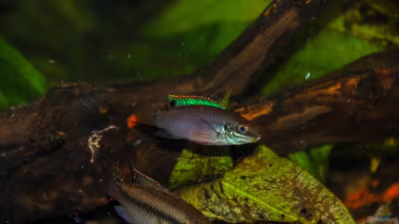 Besatz im Aquarium Enigmatochromis II von Cichlid Power (27)