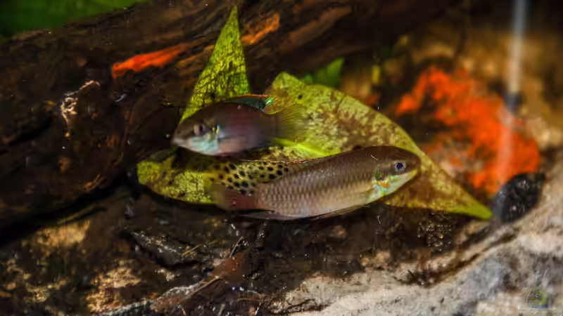Besatz im Aquarium Enigmatochromis II von Cichlid Power (29)