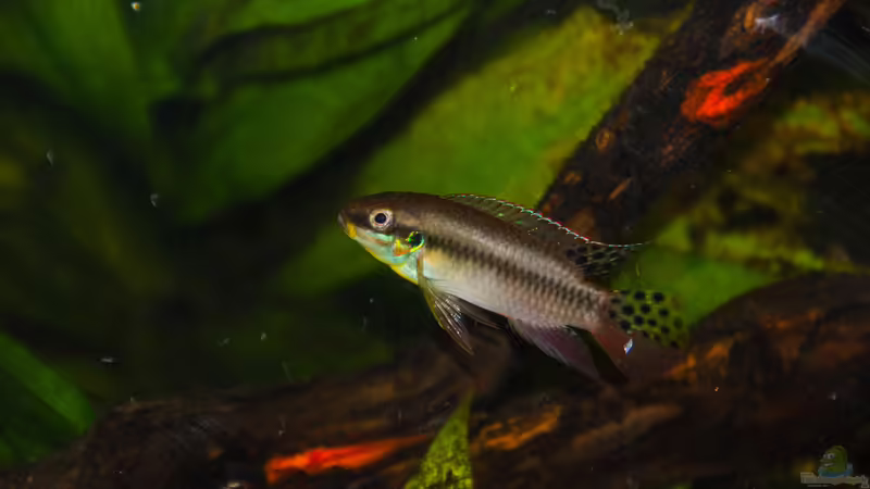 Besatz im Aquarium Enigmatochromis II von Cichlid Power (30)