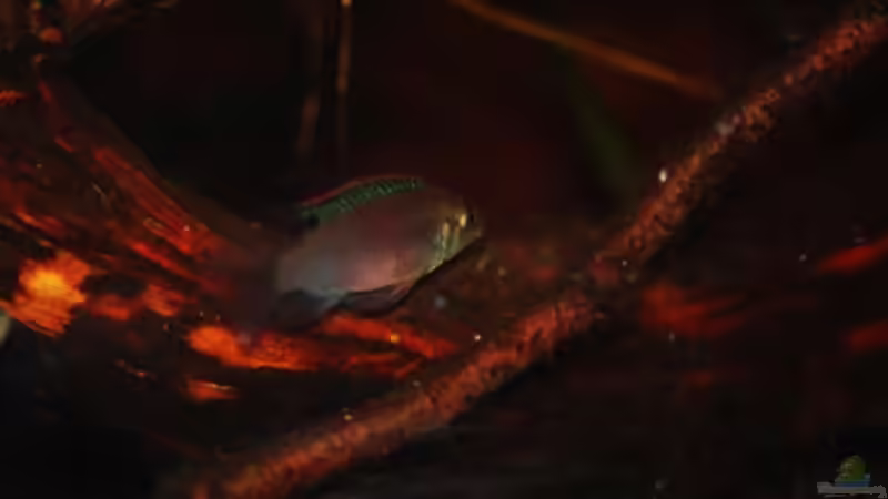 Besatz im Aquarium Enigmatochromis von Cichlid Power (16)