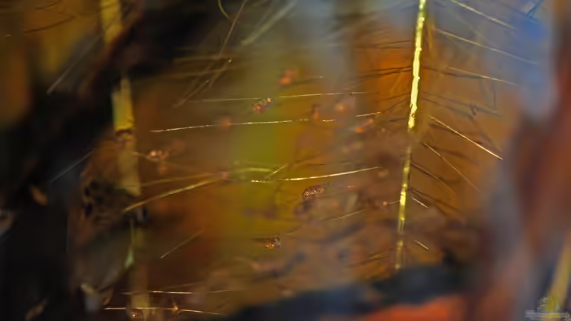 Besatz im Aquarium Enigmatochromis von Cichlid Power (18)