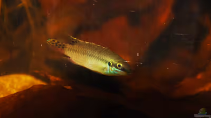 Besatz im Aquarium Enigmatochromis von Cichlid Power (7)