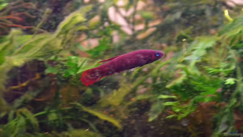 Besatz im Aquarium Enter the Jungle (nur noch als Beispiel) von Dominik (10)