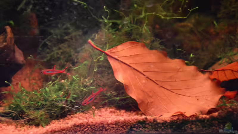 Besatz im Aquarium Enter the Jungle (nur noch als Beispiel) von Dominik (14)