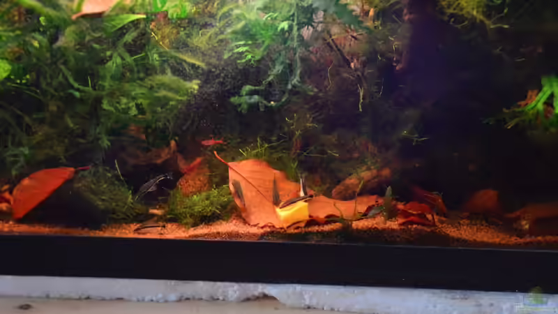 Besatz im Aquarium Enter the Jungle (nur noch als Beispiel) von Dominik (16)