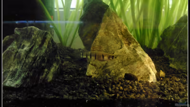 Besatz im Aquarium Epiplatys Dageti Zuchtbecken von mariajudyta (4)