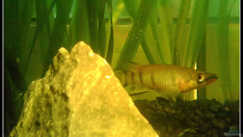 Besatz im Aquarium Epiplatys Dageti Zuchtbecken von mariajudyta (6)