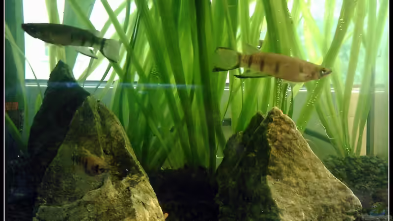 Besatz im Aquarium Epiplatys Dageti Zuchtbecken von mariajudyta (7)