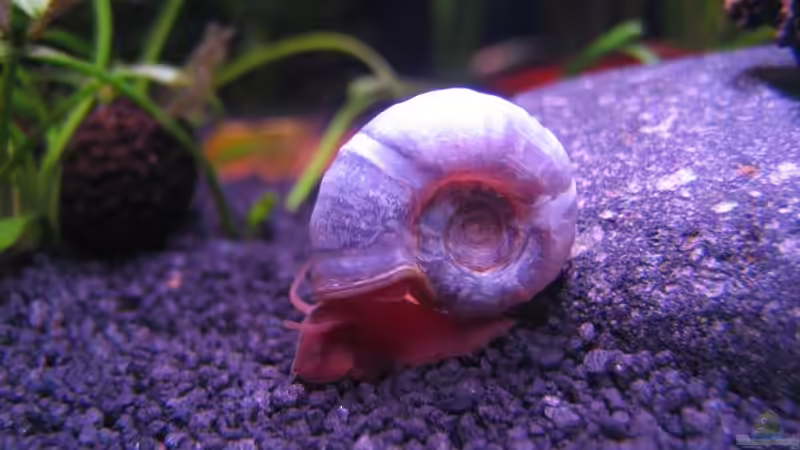 Besatz im Aquarium Erinnerung von max-sonic (11)