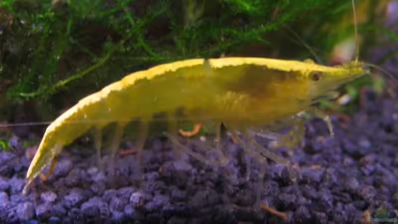 Besatz im Aquarium Erinnerung von max-sonic (7)