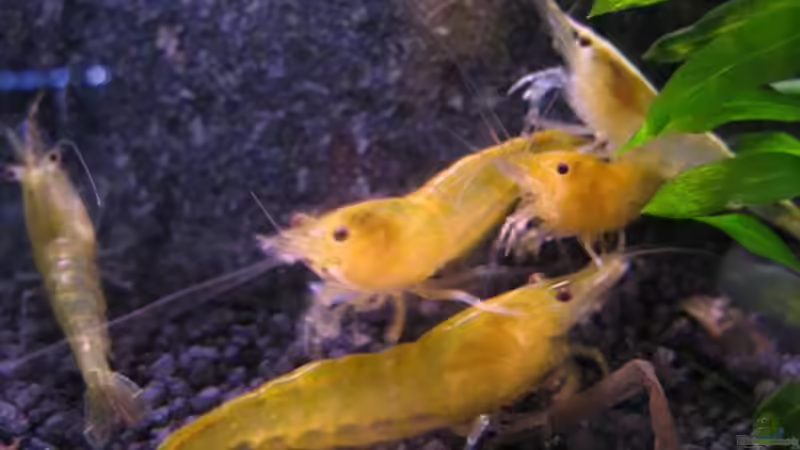 Besatz im Aquarium Erinnerung von max-sonic (9)