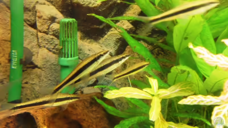 Besatz im Aquarium Erstes Aquarium von Aquarianer2001 (5)