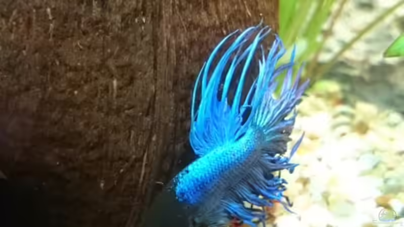 Besatz im Aquarium erstes aquarium von neuling (10)