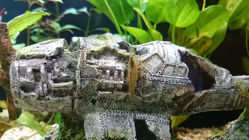 Besatz im Aquarium erstes aquarium von neuling (2)