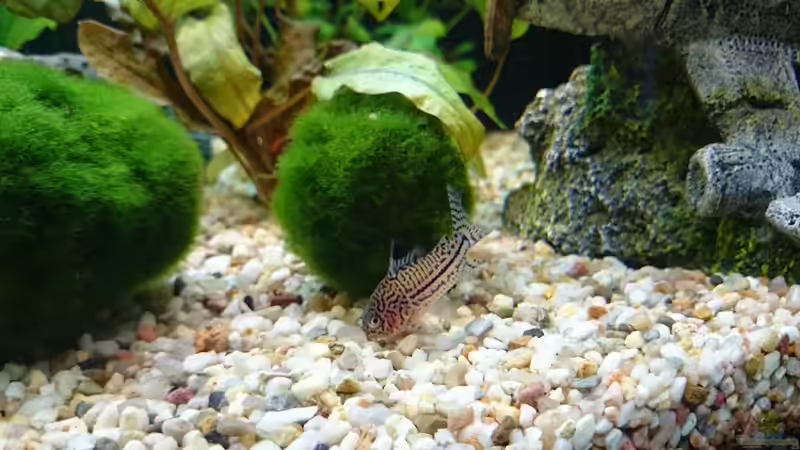 Besatz im Aquarium erstes aquarium von neuling (3)