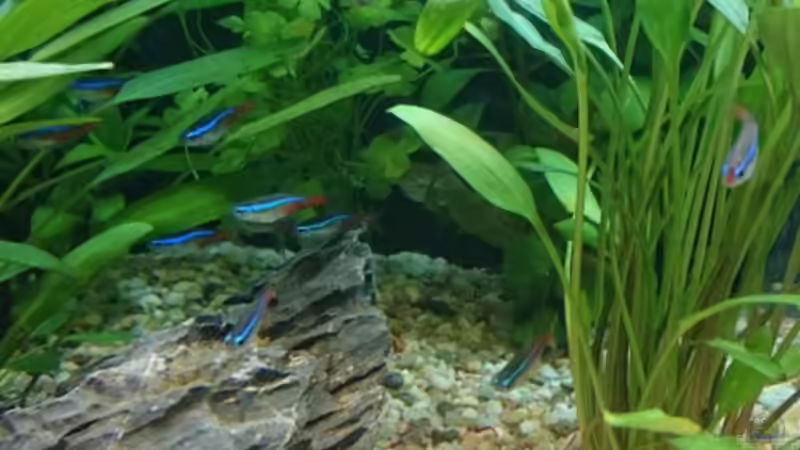 Besatz im Aquarium erstes aquarium von neuling (4)