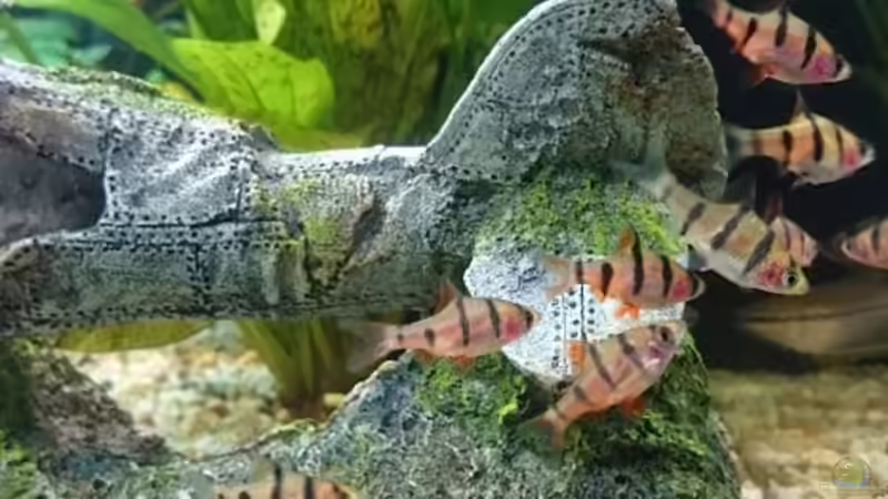 Besatz im Aquarium erstes aquarium von neuling (5)