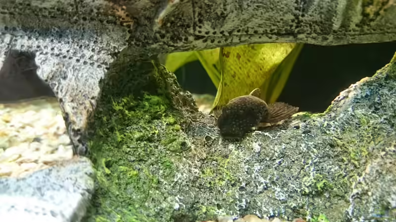 Besatz im Aquarium erstes aquarium von neuling (6)