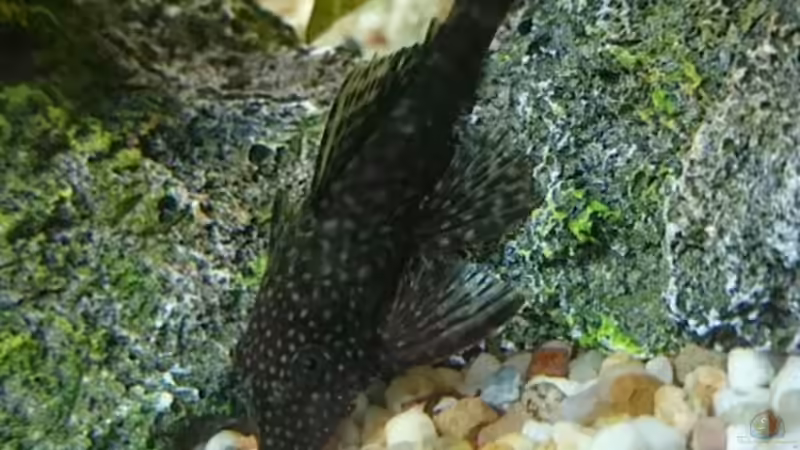 Besatz im Aquarium erstes aquarium von neuling (7)