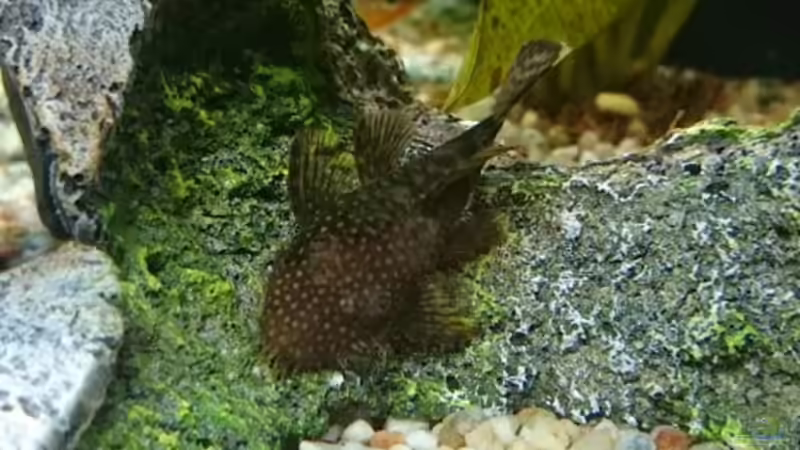 Besatz im Aquarium erstes aquarium von neuling (8)