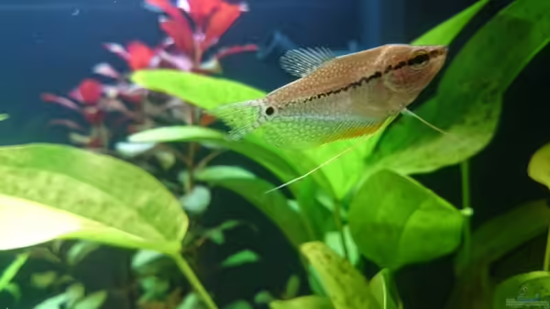 Besatz im Aquarium erstes aquarium von neuling (9)