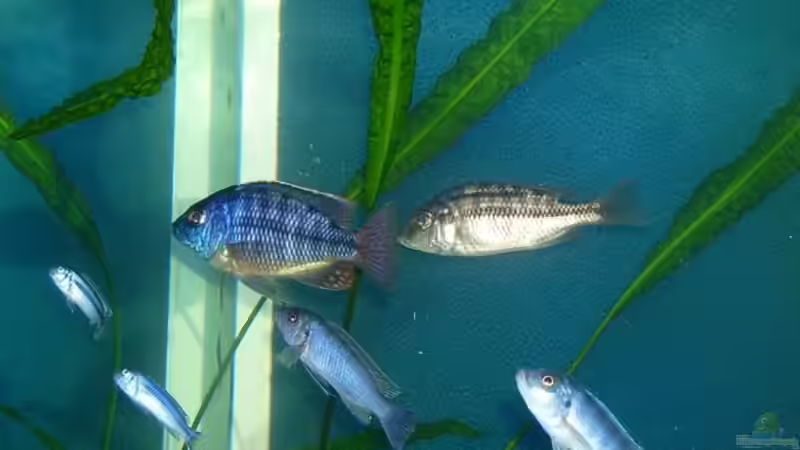 Besatz im Aquarium Erstes Malawi von Gallireya Reef (10)