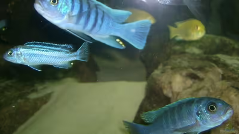 Besatz im Aquarium Erstes Malawi von Gallireya Reef (13)