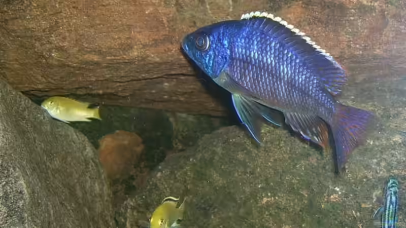 Besatz im Aquarium Erstes Malawi von Gallireya Reef (14)