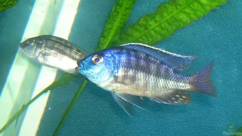 Besatz im Aquarium Erstes Malawi von Gallireya Reef (15)